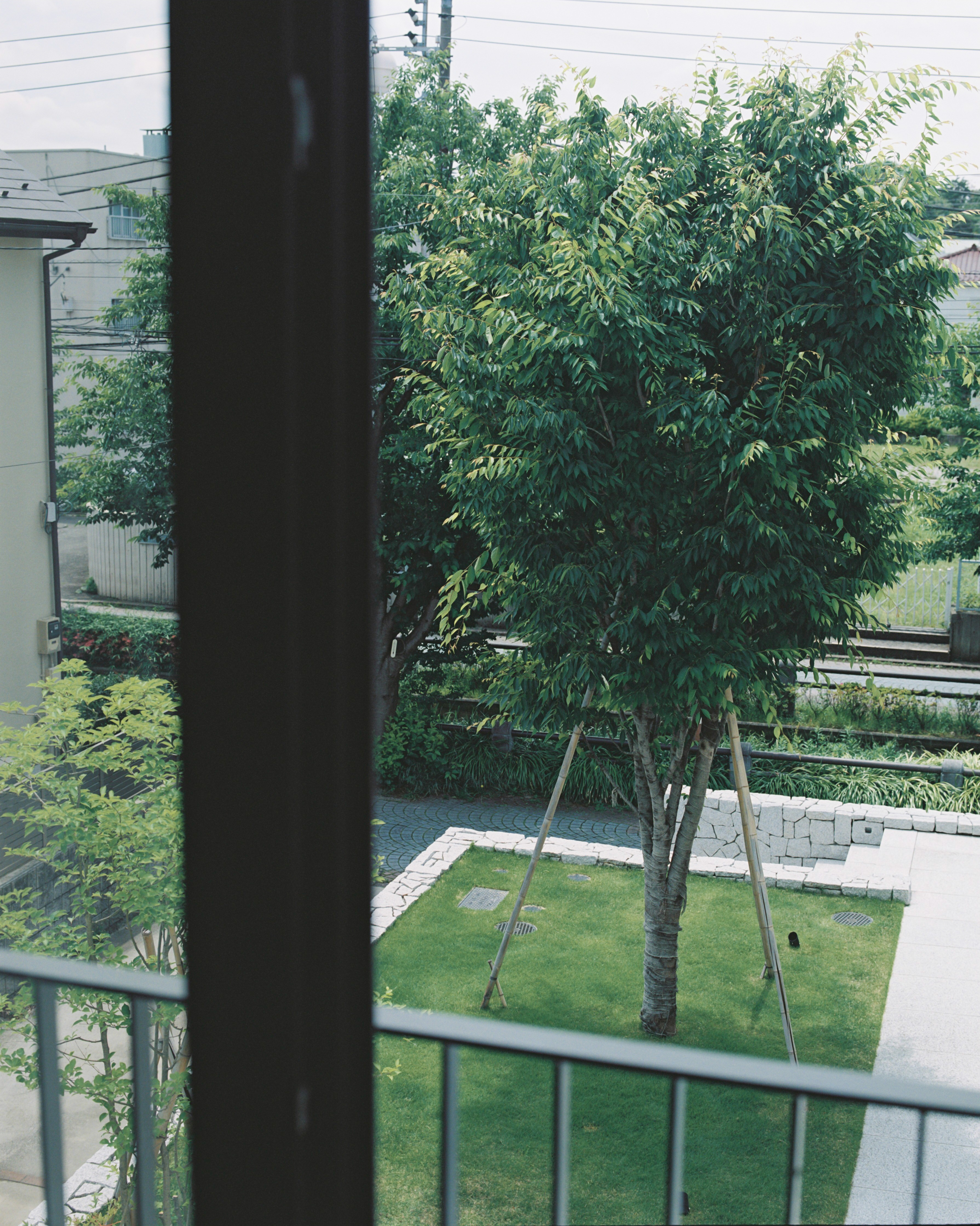 庭には四角い芝生と一本の大きな欅。深澤さんが子供の頃に描いた家の絵をそのまま素直にかたちにしている。